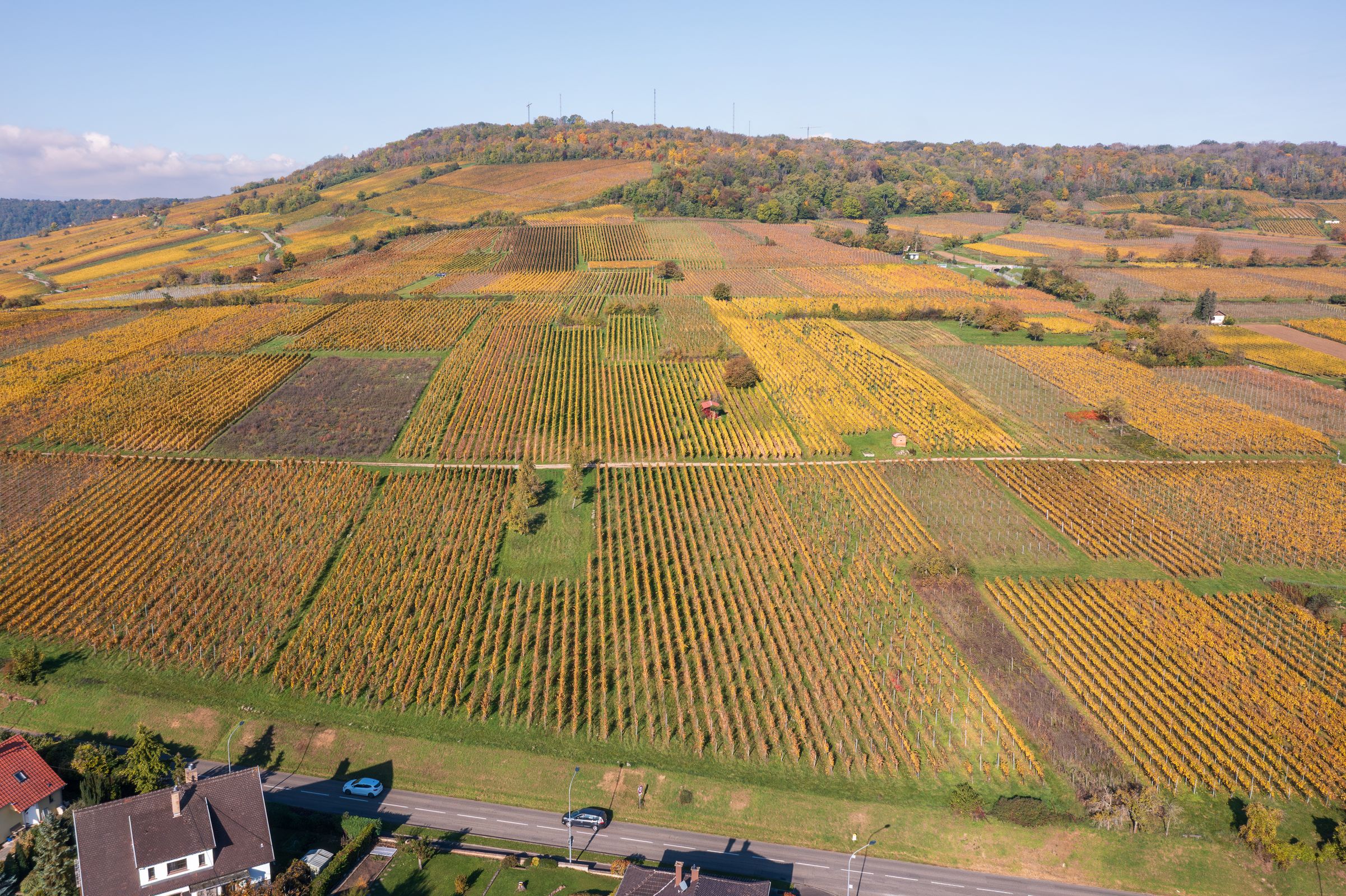 Vinmarker i Alsace om efteråret